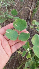 Macroptilium bracteatum