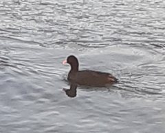 Fulica atra