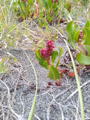 Rumex maricola