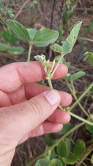 Macroptilium bracteatum