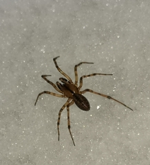 Stemonyphantes lineatus