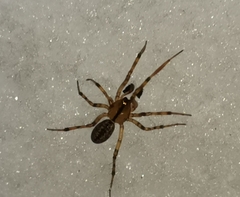 Stemonyphantes lineatus