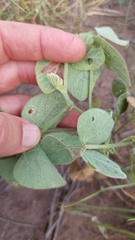 Macroptilium bracteatum