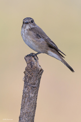 Muscicapa striata tyrrhenica