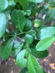 Azara integrifolia