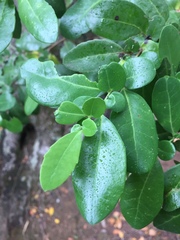 Azara integrifolia