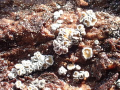 Proliferodiscus pulveraceus