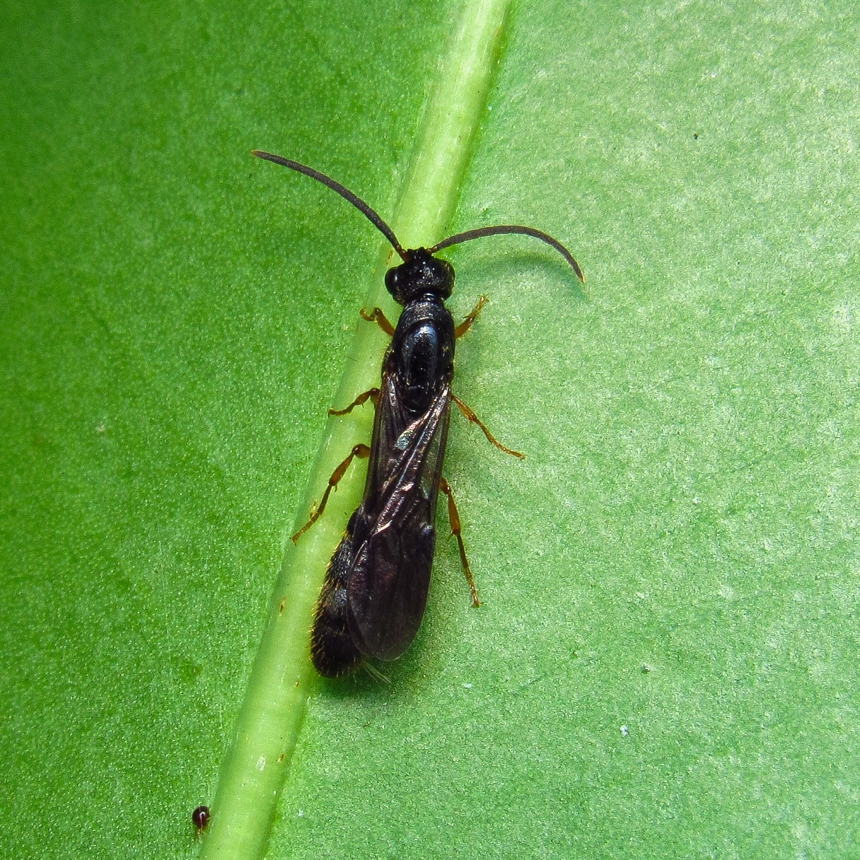Cylindromyrmex