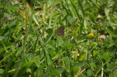 Cissia phronius