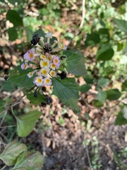 Lantana × strigocamara