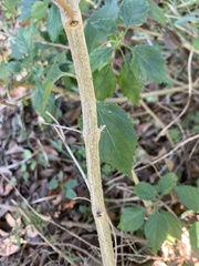 Lantana × strigocamara