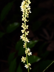 Talisia sylvatica