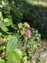 Lantana × strigocamara