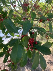Ilex × attenuata