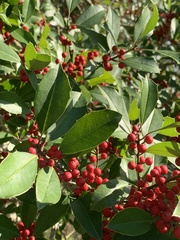 Ilex × attenuata