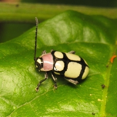 Omophoita octoguttata