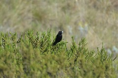 Euplectes psammacromius