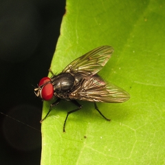 Muscidae