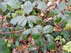 Rubus