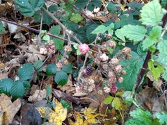 Rubus