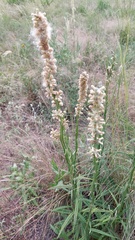 Pterocaulon lorentzii