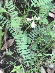 Astragalus strigulosus