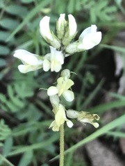Astragalus strigulosus