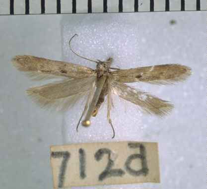 Thiotricha oleariae
