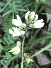 Astragalus strigulosus