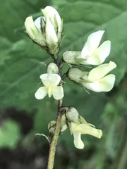 Astragalus strigulosus