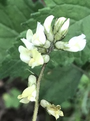 Astragalus strigulosus