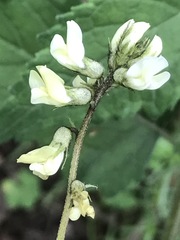 Astragalus strigulosus