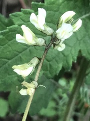 Astragalus strigulosus