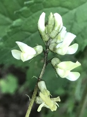 Astragalus strigulosus