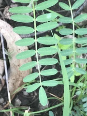 Astragalus strigulosus