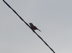 Troglodytes aedon