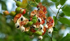 Pithecellobium dulce