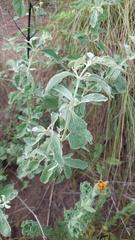 Alternanthera albida
