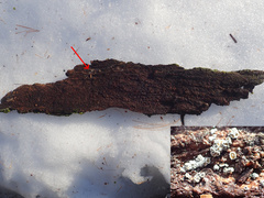 Proliferodiscus pulveraceus