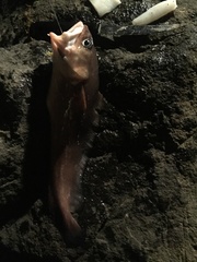Gadiformes