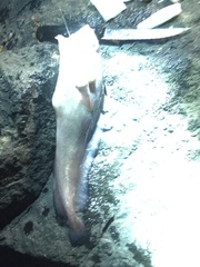 Gadiformes