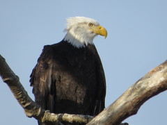 Haliaeetus leucocephalus
