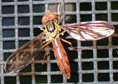Nuntianus cubanus