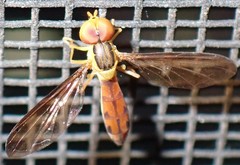 Nuntianus cubanus