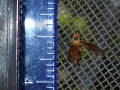 Nuntianus cubanus