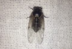 Cicadatra atra