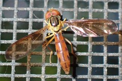 Nuntianus cubanus