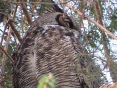 Bubo virginianus