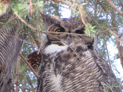 Bubo virginianus
