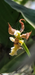 Oncidium suave